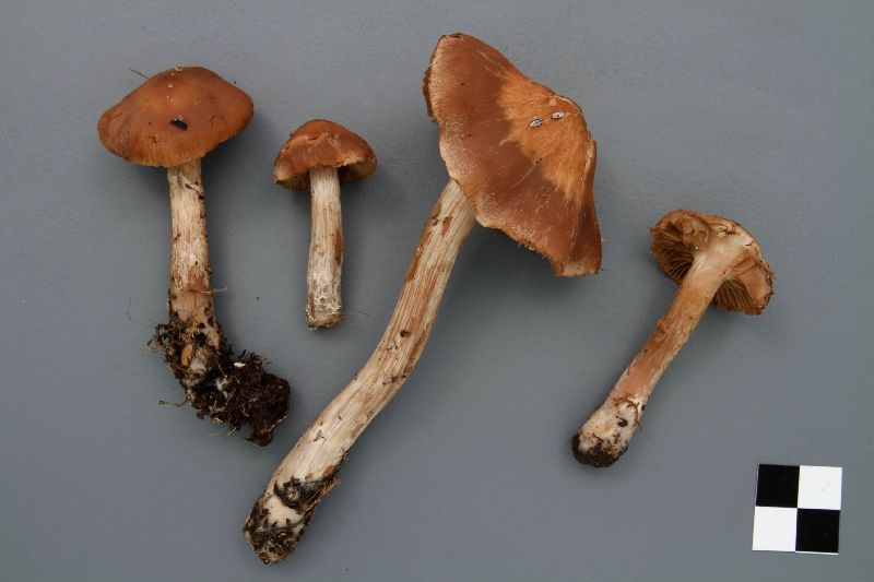 Cortinarius disjungendus image