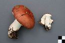 Russula paludosa image