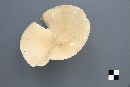 Clitocybe gibba image