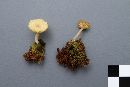 Lichenomphalia umbellifera image