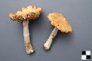 Cortinarius caperatus image