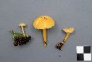 Hygrocybe laeta var. laeta image