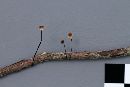 Gymnopus androsaceus image