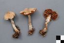 Cortinarius flexipes image