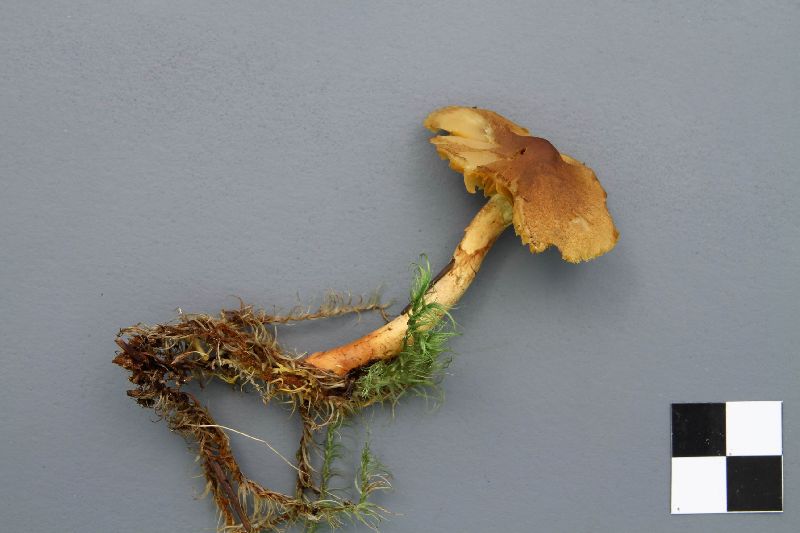 Cortinarius bataillei image