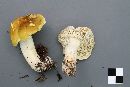 Tricholoma intermedium image