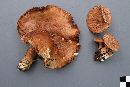 Lactarius rufus image