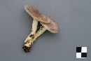 Lactarius hibbardae image