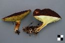 Suillus cavipes image