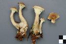 Ampulloclitocybe clavipes image