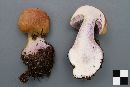 Cortinarius fulvo-ochrascens image