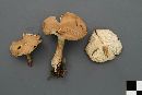 Clitocybe squamulosa image