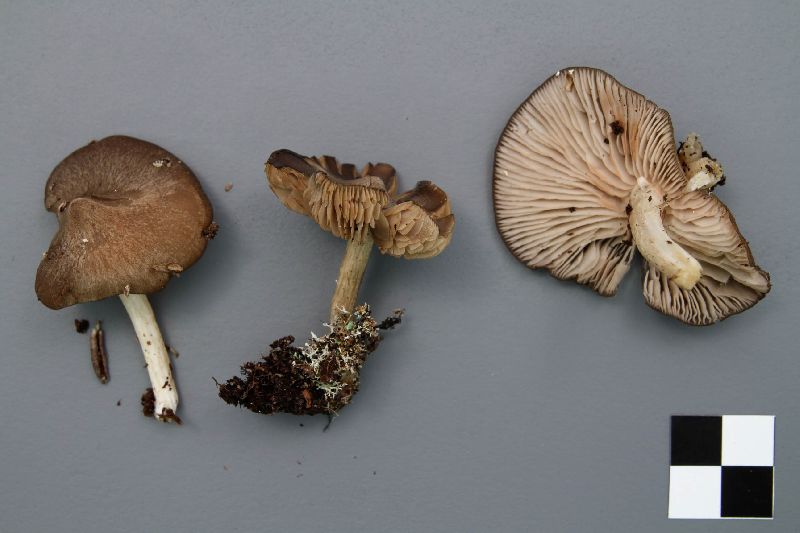 Entoloma elodes image