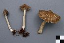 Entoloma strictius image