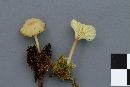 Lichenomphalia umbellifera image