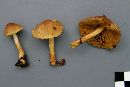 Cortinarius incognitus image