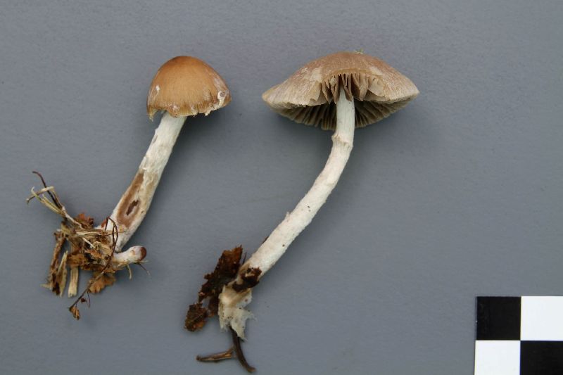 Psathyrella lutensis image