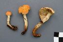 Pholiota astragalina image