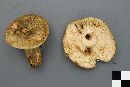 Lactarius sordidus image