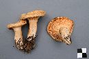 Lactarius thyinos image