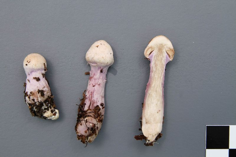 Cortinarius venustus image