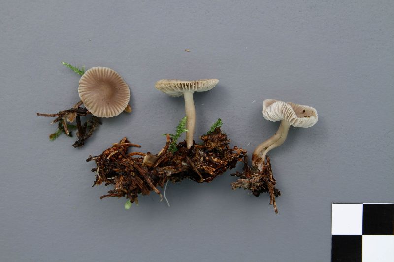 Hygrocybe mycenoides image