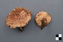 Tricholoma transmutans image