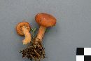 Lactarius rufus image