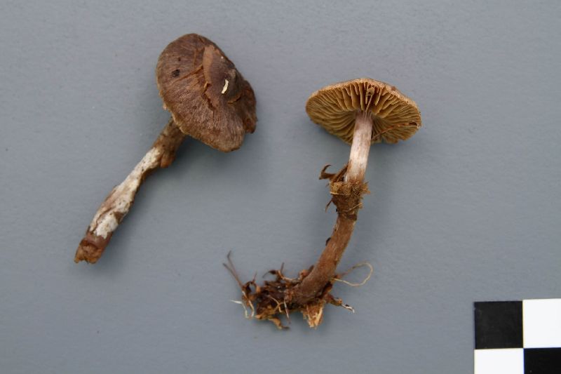 Cortinarius umbrinolens image