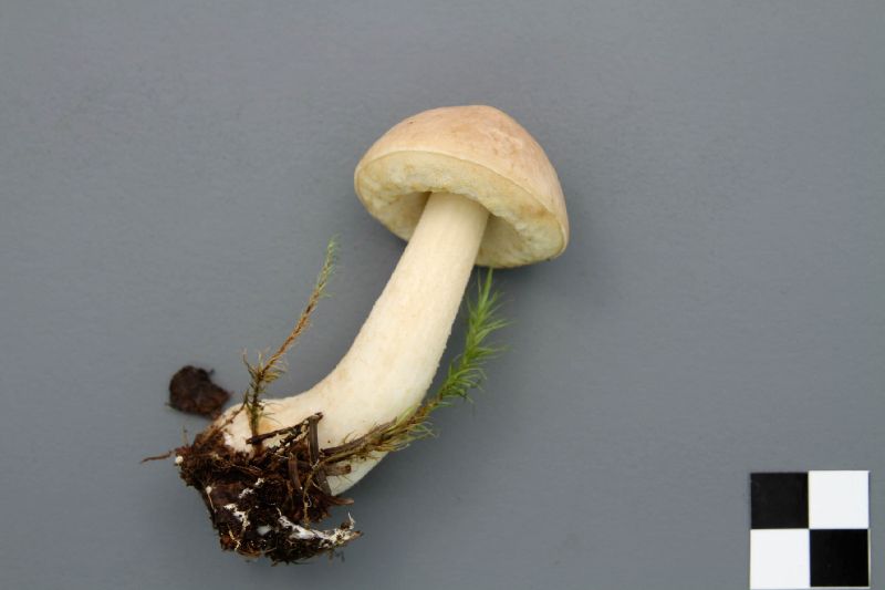 Leccinum niveum image