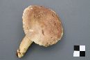 Lactarius pseudoflexuosus image