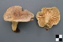 Lactarius pseudoflexuosus image