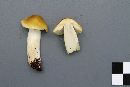 Tricholoma fumosoluteum image