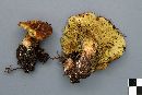 Suillus cavipes image