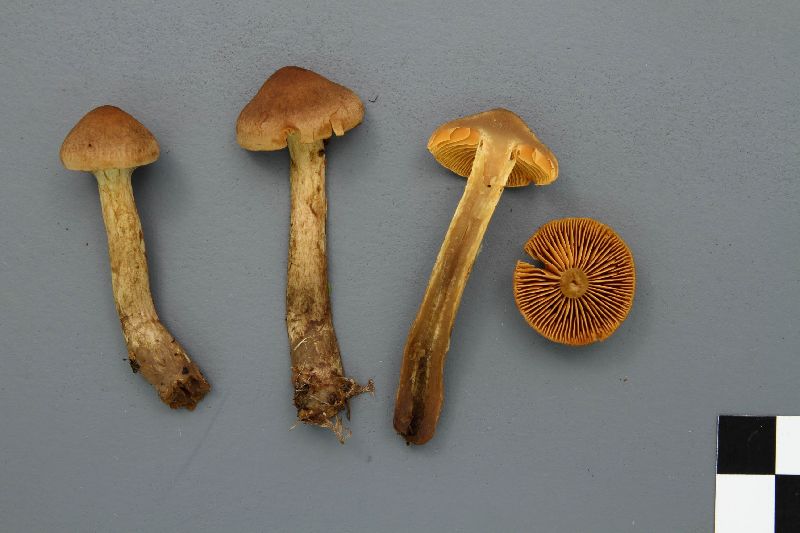 Cortinarius sommerfeltii image