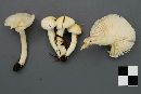 Hygrophorus chrysodon image