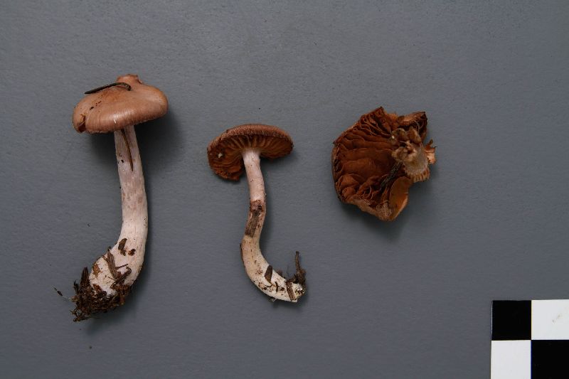 Cortinarius tortuosus image