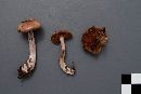 Cortinarius tortuosus image