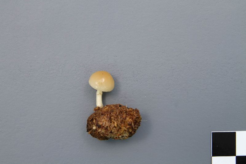 Stropharia arctica image