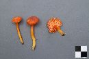 Hygrocybe squamulosa image