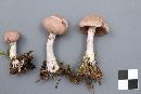 Cortinarius anomalus image