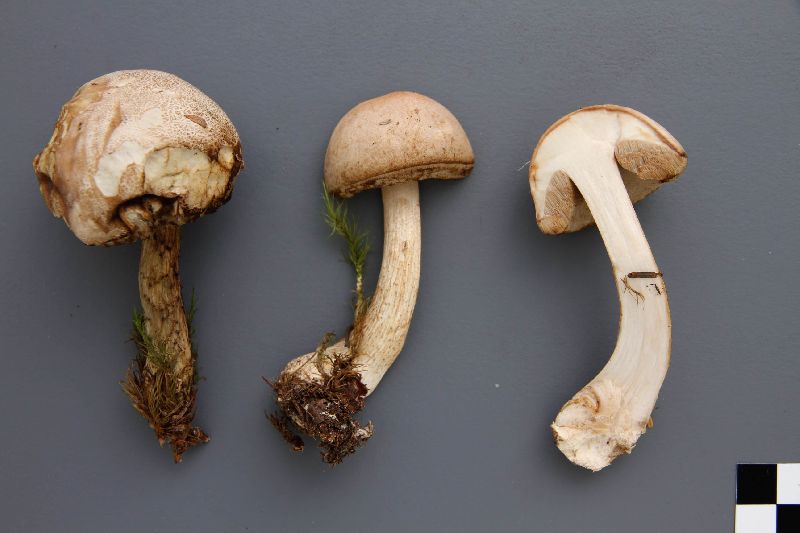 Leccinum schistophilum image