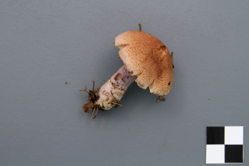 Cortinarius venustus image