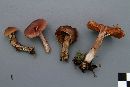 Cortinarius glandicolor image