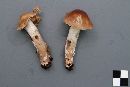 Cortinarius mucifluus image