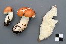 Russula paludosa image