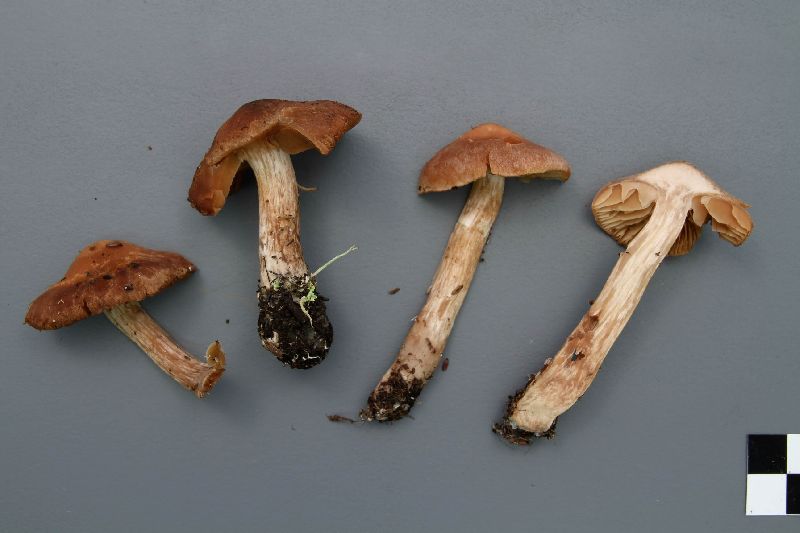 Cortinarius disjungendus image