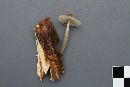 Mycena galericulata image