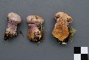 Cortinarius traganus image