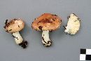 Russula abietina image